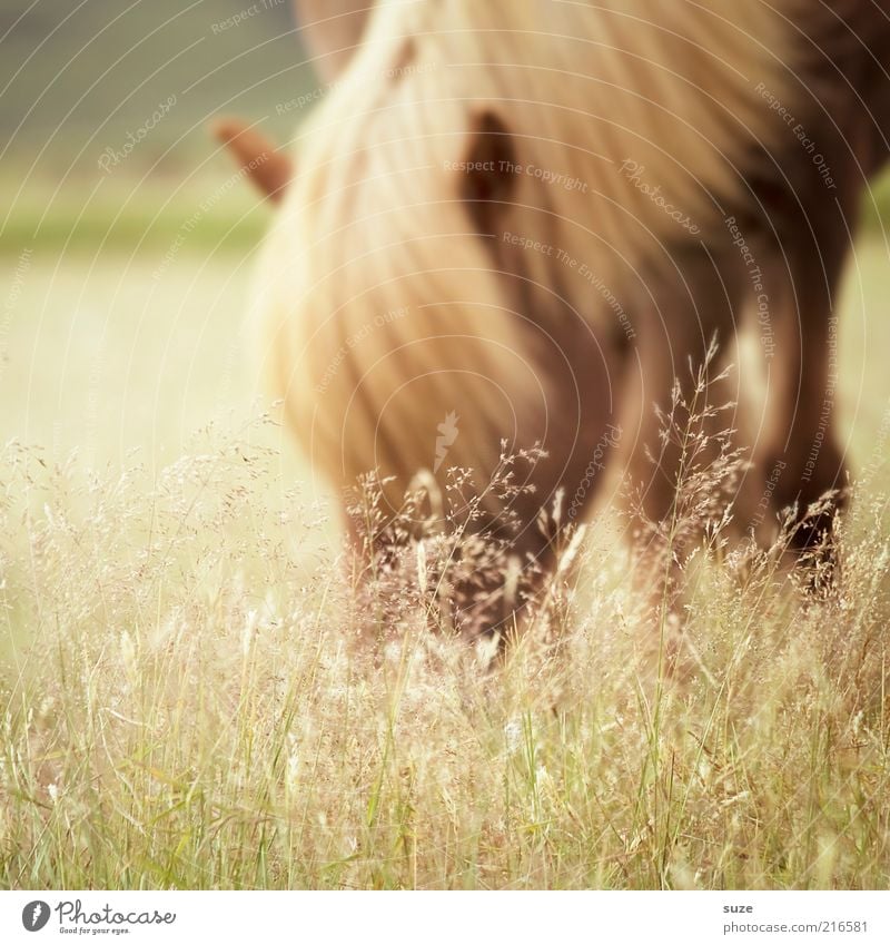 Grasfresser Natur Tier Wiese Nutztier Wildtier Pferd 1 Fressen ästhetisch authentisch schön natürlich Stimmung Mähne Island Ponys Weide tierisch Farbfoto