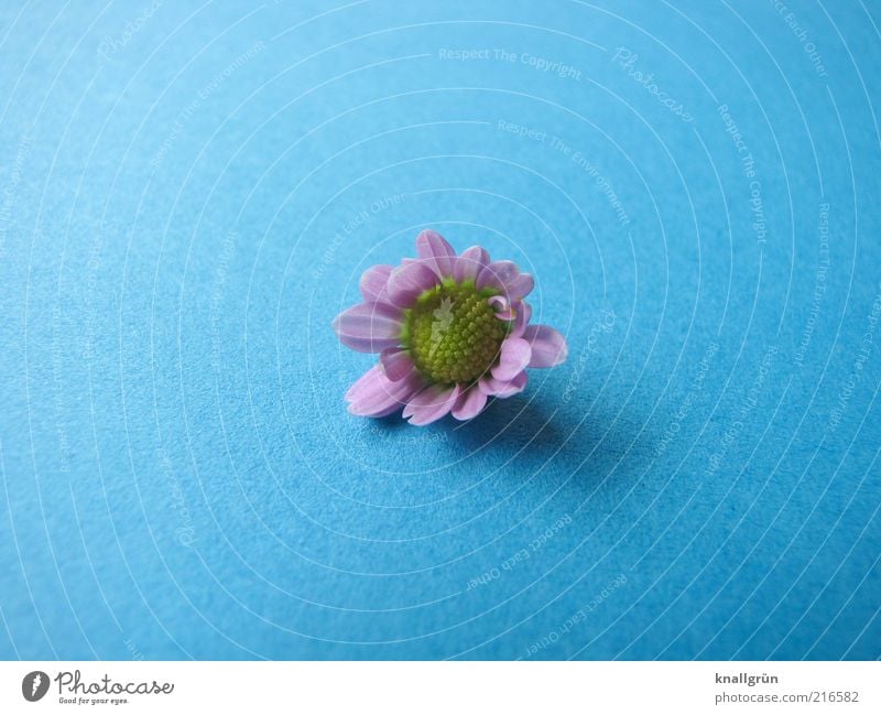 Pink Daisy Natur Pflanze Gänseblümchen Blühend liegen verblüht blau gelb rosa Vergänglichkeit Farbfoto Studioaufnahme Menschenleer Textfreiraum links