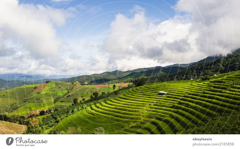 Draufsicht der Reisreisfelder in Nord-Thailand Getreide ruhig Ferien & Urlaub & Reisen Tourismus Ausflug Sommer Berge u. Gebirge Umwelt Natur Landschaft Pflanze