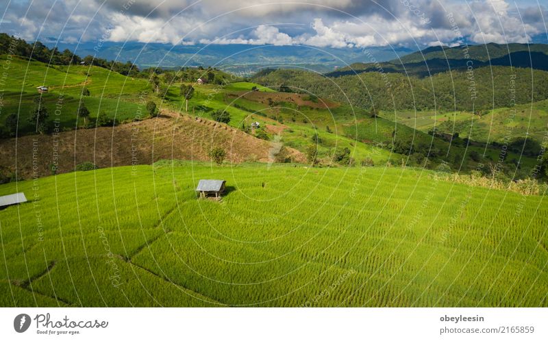 Draufsicht der Reisreisfelder in Nord-Thailand Getreide ruhig Ferien & Urlaub & Reisen Tourismus Ausflug Sommer Berge u. Gebirge Umwelt Natur Landschaft Pflanze