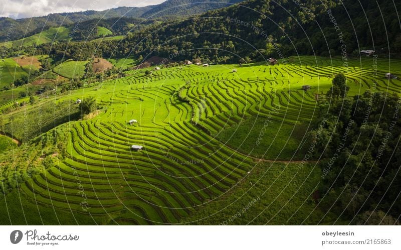 Draufsicht der Reisreisfelder in Nord-Thailand Getreide ruhig Ferien & Urlaub & Reisen Tourismus Ausflug Sommer Berge u. Gebirge Umwelt Natur Landschaft Pflanze