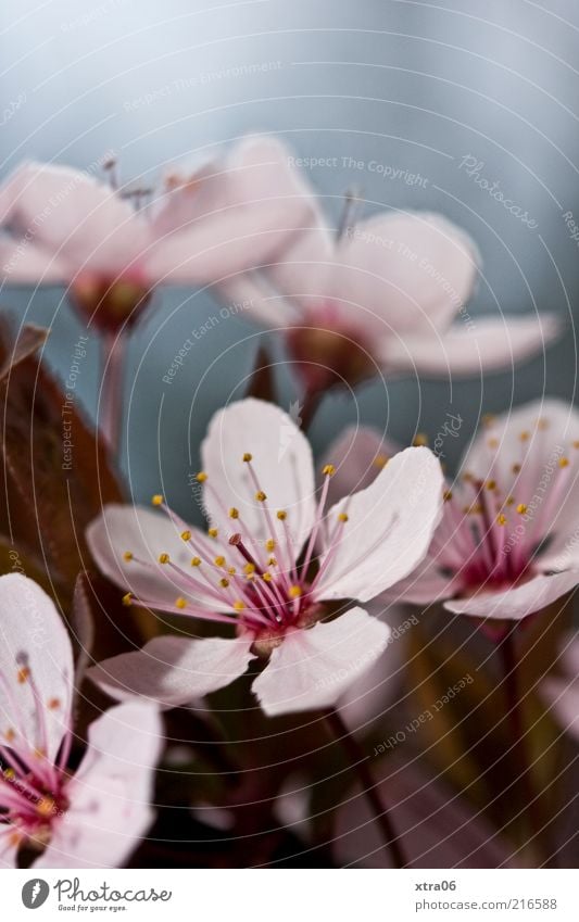 blümchen am morgen Umwelt Natur Pflanze Blume Sträucher Blüte rosa Farbfoto Außenaufnahme Nahaufnahme Textfreiraum oben zart zierlich Blühend Wachstum Frühling