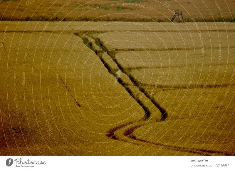 Acker Umwelt Natur Landschaft Pflanze Sommer Nutzpflanze Feld natürlich Stimmung Getreide Getreidefeld Spuren Hochsitz Farbfoto Gedeckte Farben Außenaufnahme