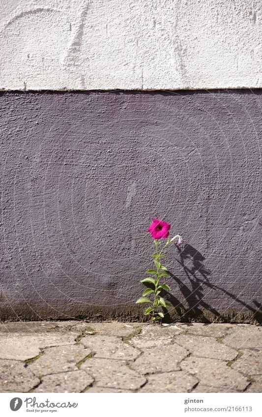 Flower between walkway stones Natur Pflanze Blume Wildpflanze Mauer Wand Fassade einfach elegant frech Primrose flower single flower crack in the wall niche