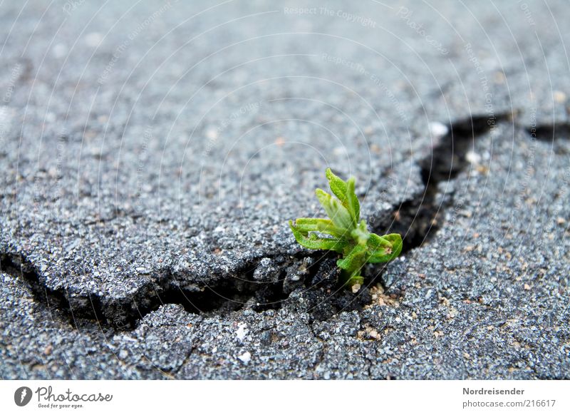 Kraft Leben Umwelt Natur Pflanze Erde Frühling Wildpflanze Verkehr Straße Wege & Pfade atmen Wachstum kaputt nachhaltig natürlich Glaube Entschlossenheit Erfolg