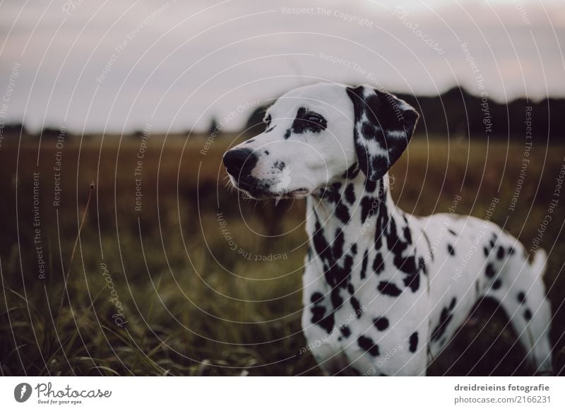 Dalmatiner auf weiter Flur Lifestyle Stil Natur Landschaft Frühling Sommer Herbst Park Wiese Feld Tier Hund beobachten Blick stehen ästhetisch schön niedlich