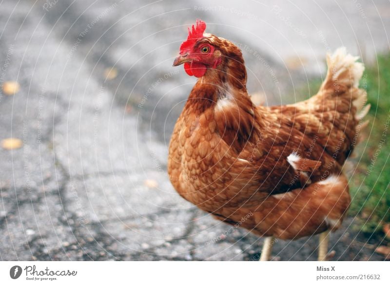 Huhn Wege & Pfade Tier Nutztier Vogel 1 dick Haushuhn Bioprodukte Tierzucht Tierhaltung Freilandhaltung Farbfoto Außenaufnahme Nahaufnahme Menschenleer