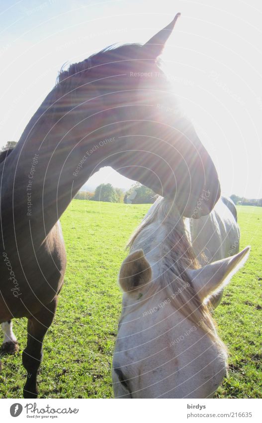 shining horse Reitsport Natur Sonne Tier Pferd 2 leuchten Blick stehen ästhetisch außergewöhnlich hell natürlich schön Stimmung Kraft Tierliebe Leben elegant