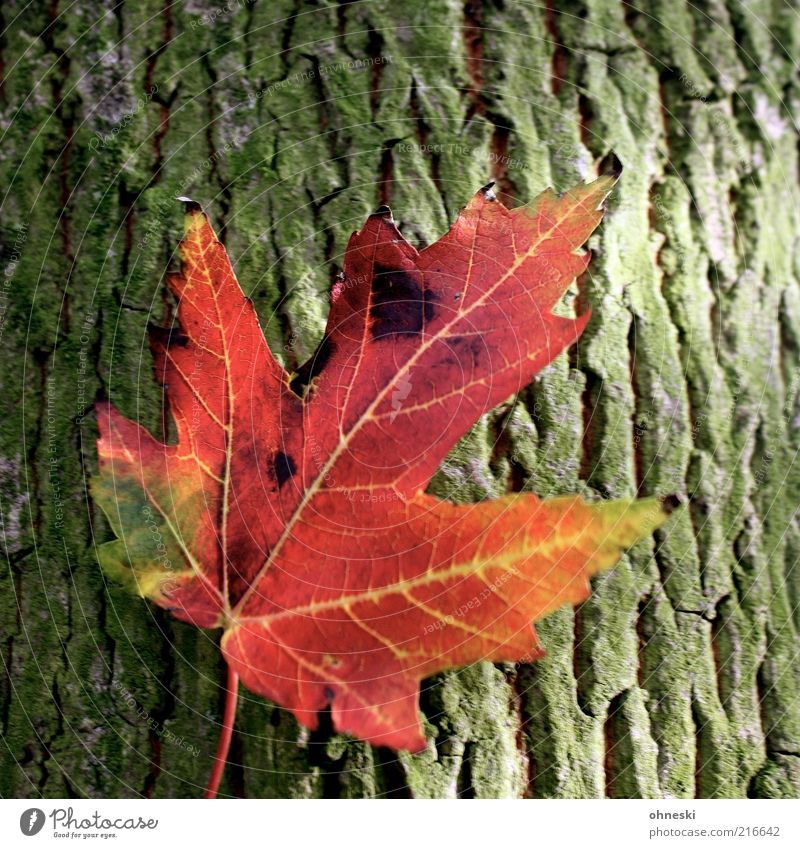 Herbst Umwelt Natur Pflanze Baum Ahorn Ahornblatt Warmherzigkeit Erholung Idylle Farbfoto mehrfarbig Nahaufnahme Sonnenlicht Baumstamm Baumrinde Herbstfärbung