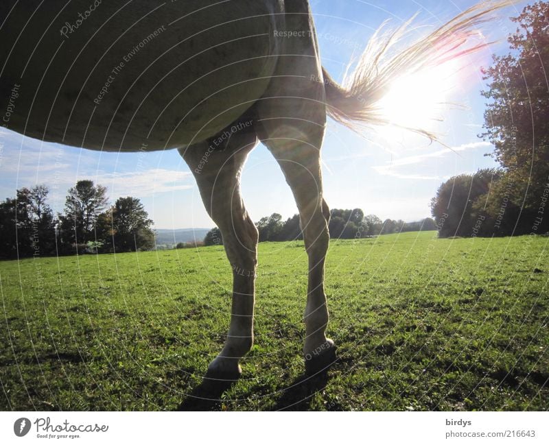 Horsepower Natur Sonne Sonnenlicht Schönes Wetter Gras Tier Pferd 1 stehen außergewöhnlich natürlich blau grün Kraft Tierliebe standhaft Bewegung Sonnenstrahlen