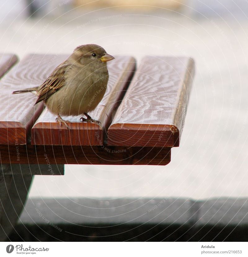 Pillnitzer Spatz Tier Vogel 1 Tisch Holz frech frei Neugier niedlich rund wild weich braun grau Stimmung Außenaufnahme Nahaufnahme Tierporträt Tiergesicht