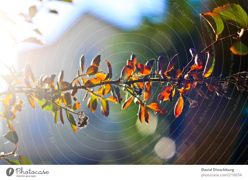 Kaum ist der Herbst da... Natur Pflanze Wetter Schönes Wetter Blatt braun Herbstlaub herbstlich Herbstfärbung Herbstbeginn orange Ast Farbfoto mehrfarbig