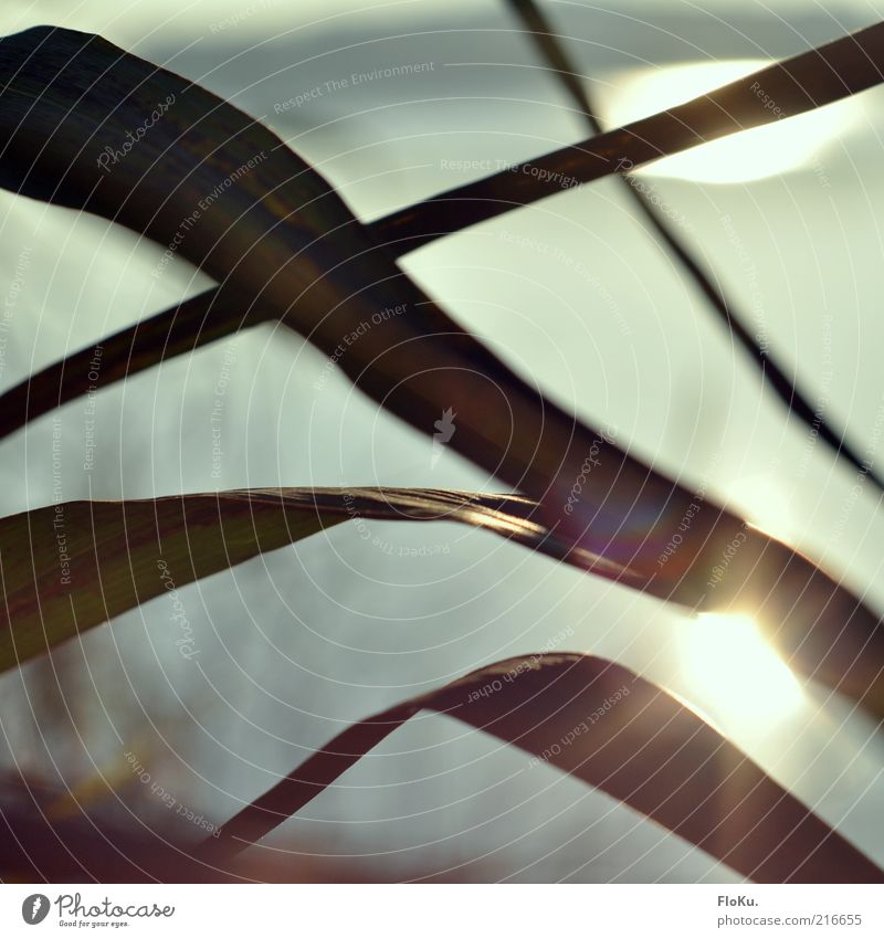 Die schönen Seiten des Herbst Umwelt Natur Pflanze Wasser Sonnenlicht Schönes Wetter Gras Sträucher Blatt Wildpflanze Seeufer leuchten glänzend hell grau grün