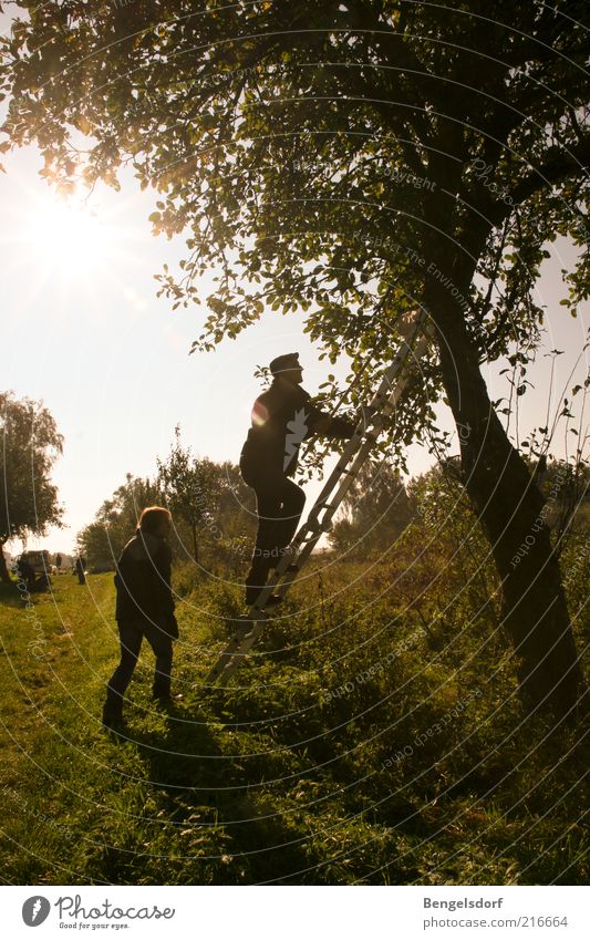 Apfelfänger Mensch Umwelt Natur Klima Baum Apfelbaum Leiter Klettern grün Landwirtschaft Ernte Herbst Blatt Baumstamm Apfelplantage Streuobstwiese Obstbaum