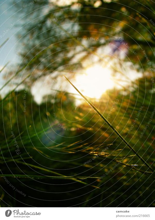 secret garden Natur Gras schön gelb grün ästhetisch ruhig Frieden Unschärfe Detailaufnahme Farbfoto Außenaufnahme Dämmerung Licht Sonnenlicht Sonnenstrahlen