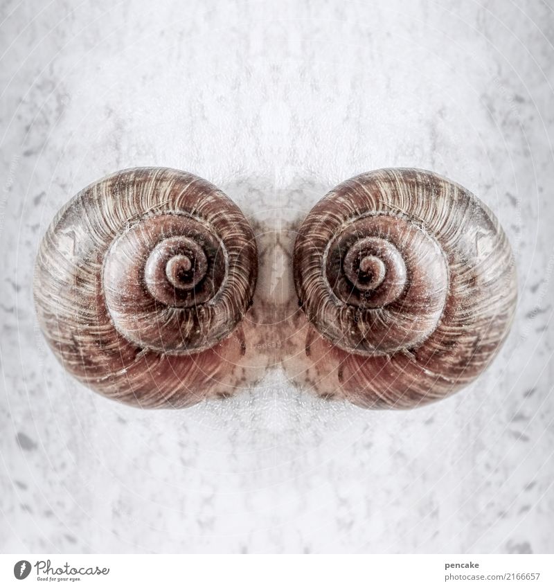 doppeldeutigkeiten | spiegelei Tier Wildtier Schnecke skurril Surrealismus Symmetrie Spiegelbild Schneckenhaus 2 paarweise Farbfoto Gedeckte Farben