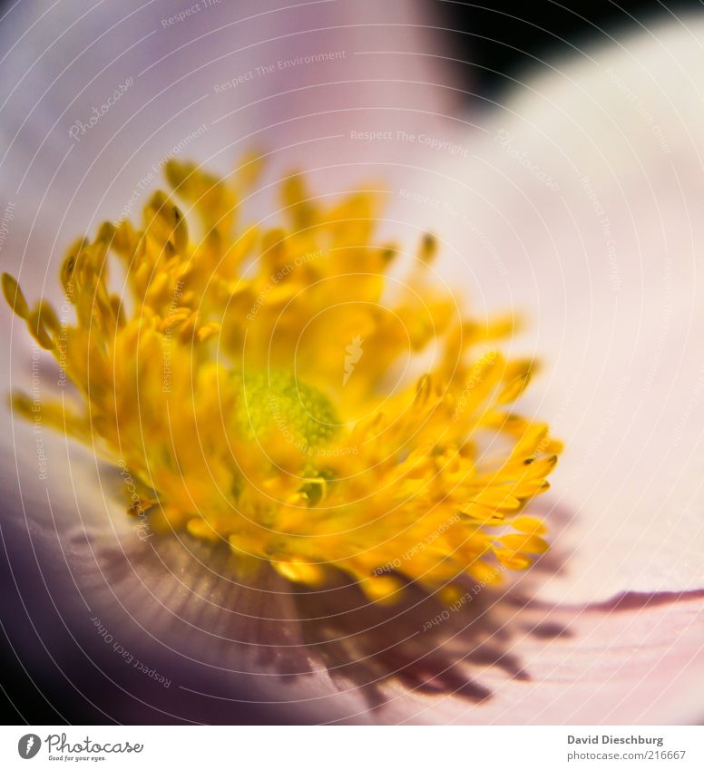 blühende Schönheit Leben harmonisch ruhig Duft Natur Pflanze Sommer Blume Blüte gelb Blühend Blütenblatt Nektar Blütenstempel schön Geruch Farbfoto