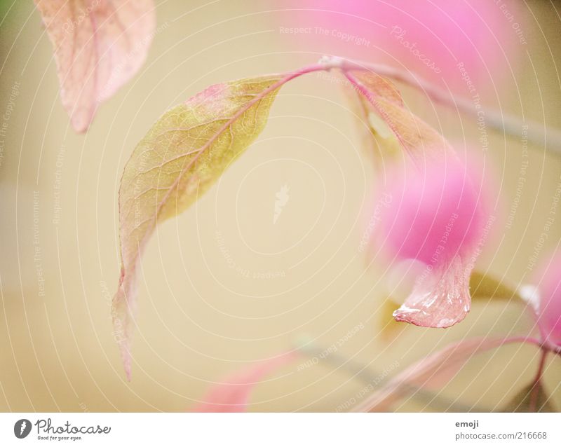 Liebeserklärung Natur Pflanze Wassertropfen Frühling Blume Blatt Blüte Grünpflanze rosa Makroaufnahme Nahaufnahme Farbfoto Außenaufnahme Textfreiraum links