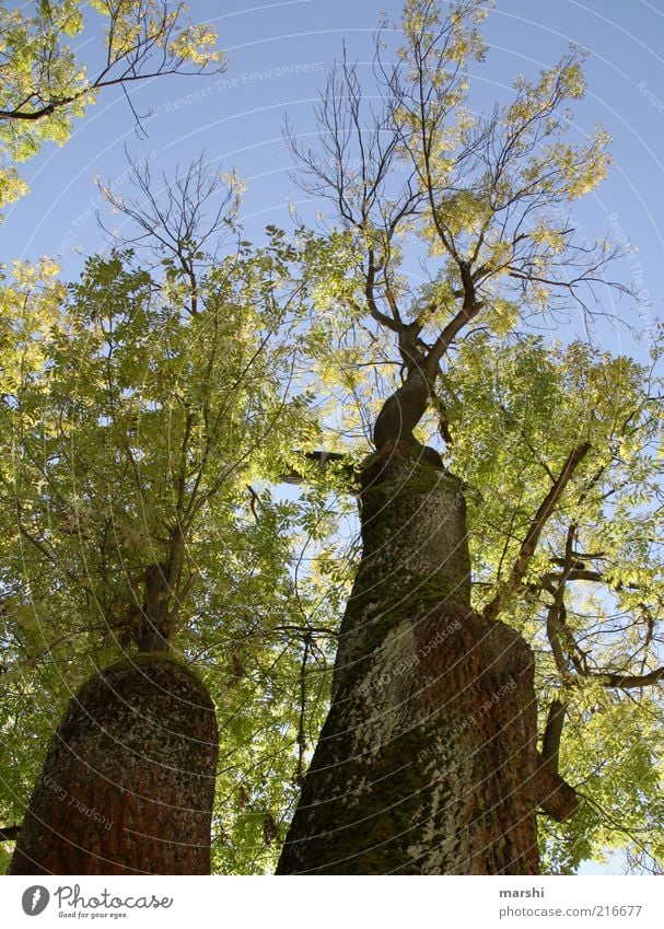 Blick nach oben Natur Baum groß blau braun grün Blatt alt Himmel Baumrinde Ast verzweigt Herbst herbstlich Farbfoto Außenaufnahme Wolkenloser Himmel