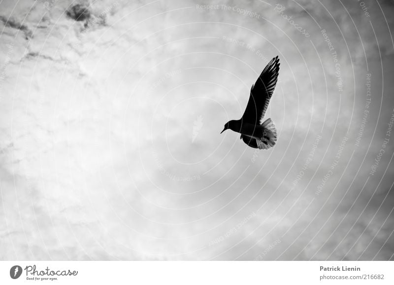 learning to fly Umwelt Natur Tier Himmel Wolken Wetter Wildtier Vogel Flügel 1 fliegen ästhetisch einfach frei schön natürlich Stimmung Möwe Schweben