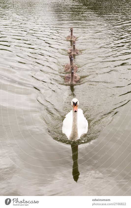 Familie Natur Tier Wasser Sommer Herbst Park Wildtier Schwan Tiergruppe Tierfamilie Bewegung Blick Schwimmen & Baden Wachstum frei Zusammensein schön nass