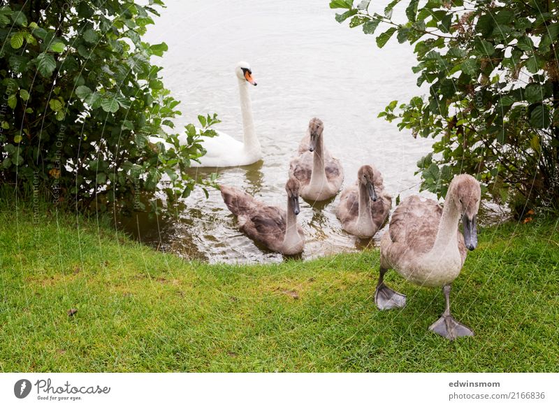 Auf zu neuen Abenteuern Natur Tier Sommer Herbst Gras Park Wildtier Schwan Tiergruppe Tierfamilie beobachten Bewegung laufen Blick Wachstum frei Zusammensein