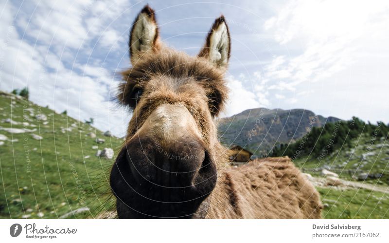 Donkey wandern Himmel Schönes Wetter Wiese Feld Wald Hügel Felsen Alpen Berge u. Gebirge Alm Almwirtschaft Kuh Pferd Fell Pfote Eselsohr 1 Tier frech