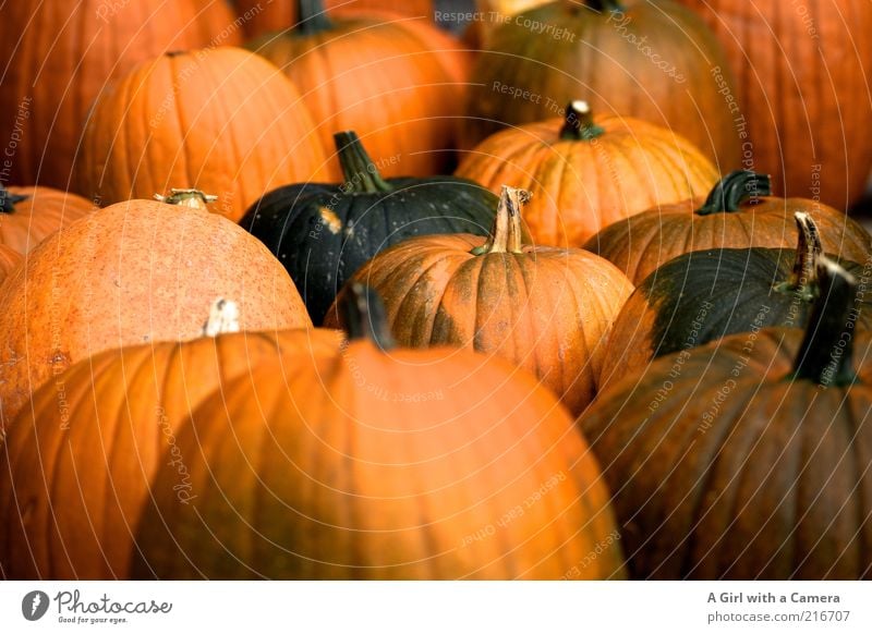 Gruselgemüsearmee Lebensmittel Gemüse Frucht Kürbis Kürbiszeit Kürbisgewächse Bioprodukte Vegetarische Ernährung Halloween Natur Herbst liegen rund saftig