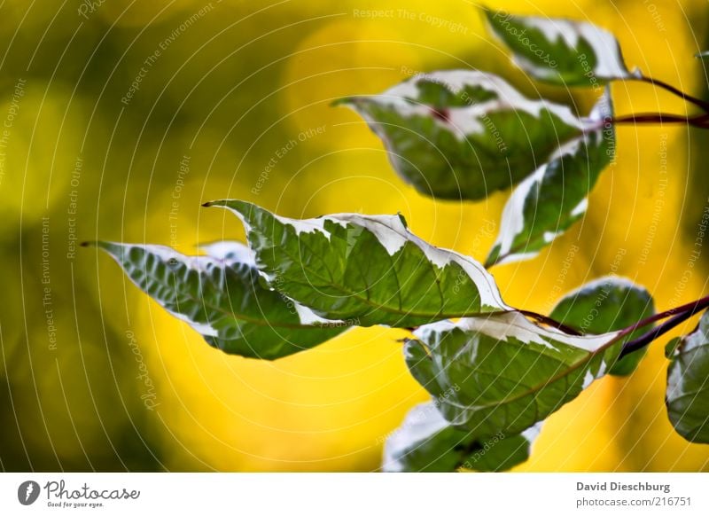 Herbstwind Natur Pflanze Sträucher Blatt Grünpflanze gelb grün weiß Blattgrün Blattunterseite herbstlich Herbstbeginn Wärme Blattadern Maserung Färbung Farbfoto