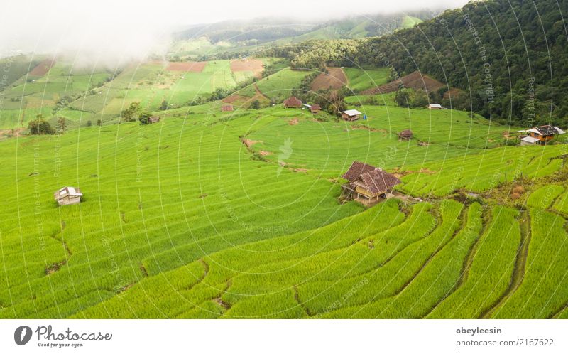 Draufsicht der Reisreisfelder in Nord-Thailand ruhig Ferien & Urlaub & Reisen Tourismus Ausflug Sommer Berge u. Gebirge Umwelt Natur Landschaft Pflanze