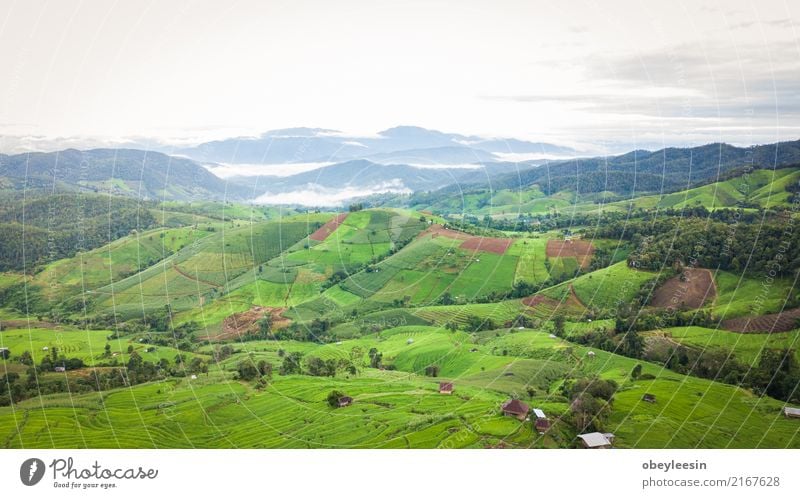 Draufsicht der Reisreisfelder in Nord-Thailand ruhig Ferien & Urlaub & Reisen Tourismus Ausflug Sommer Berge u. Gebirge Umwelt Natur Landschaft Pflanze