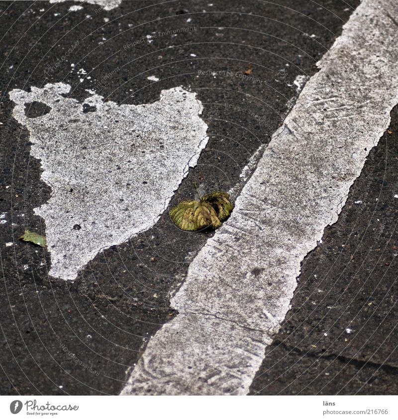 [HH10.1] - Lebenslinien III Verkehrswege Straße alt authentisch Straßenbelag Teer Blatt grau Asphalt Linie Farbfoto Gedeckte Farben Außenaufnahme