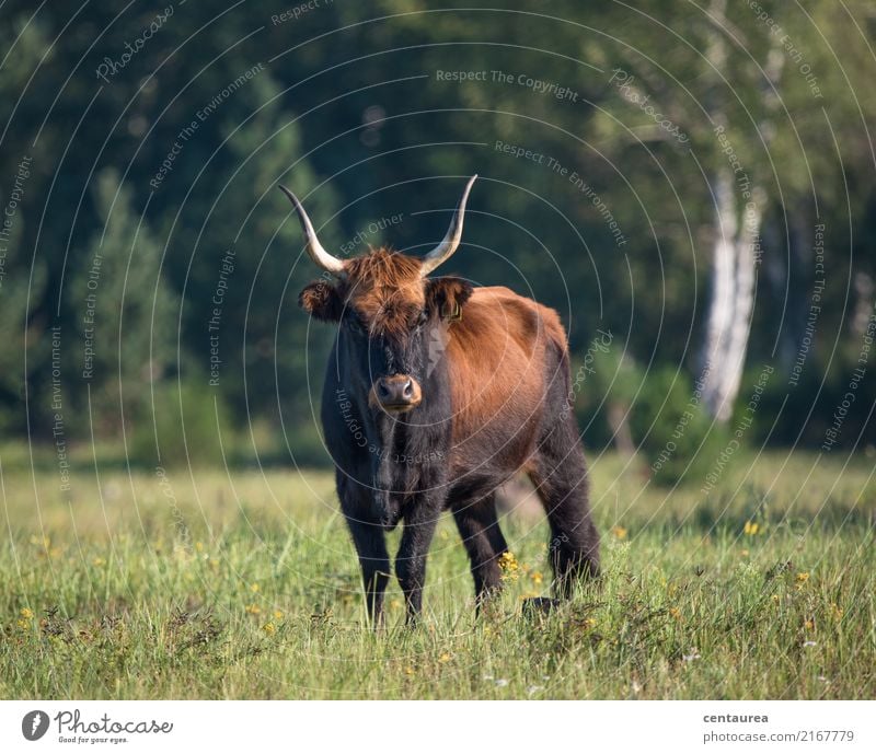 Oh ein Rind in der Heide Tier Nutztier Wildtier Kuh Tiergesicht Fell 1 beobachten stehen ästhetisch außergewöhnlich braun grün Glück Respekt Farbfoto