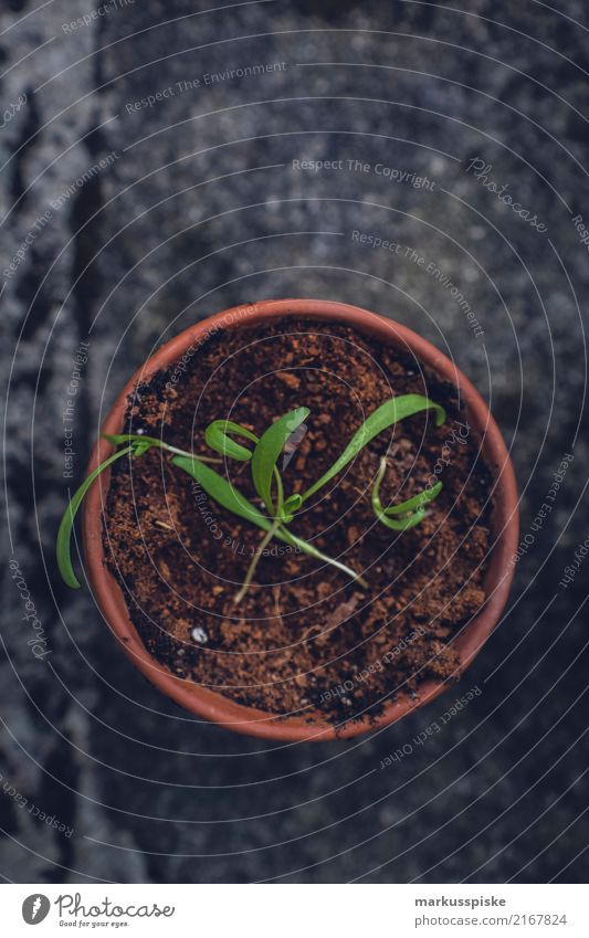 Kräuteraufzucht zur Selbstversorgung Lebensmittel Kräuter & Gewürze Blumentopf züchten Ernährung Essen Bioprodukte Vegetarische Ernährung Diät Fasten Slowfood