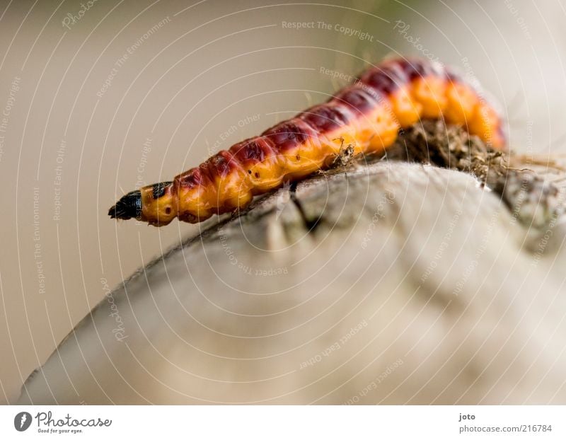 Weidenbohrer Tier Raupe krabbeln dick exotisch einzigartig gelb violett Geschwindigkeit mehrfarbig markant außergewöhnlich Suche Klettern Holz Ekel Wurm Neugier