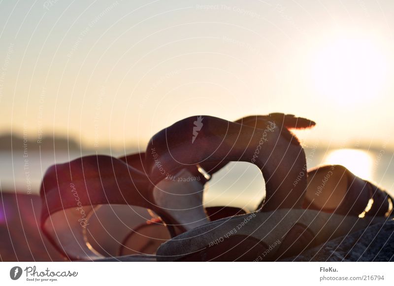 Verloren und vergessen harmonisch ruhig Umwelt Natur Wolkenloser Himmel Sonnenaufgang Sonnenuntergang Sonnenlicht Herbst Schönes Wetter Seeufer Bekleidung