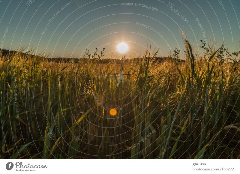 Augustabend. Sonnenuntergang über dem landwirtschaftlichen Feld schön Sommer Gesäß Natur Landschaft Pflanze Himmel Sonnenaufgang Wärme Gras Wiese dunkel hell