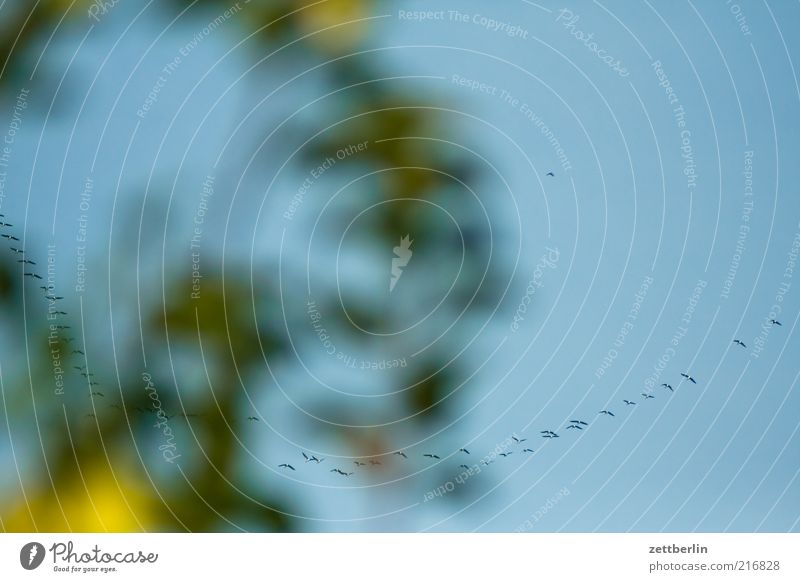 Gänse Umwelt Natur Himmel Wolkenloser Himmel Wetter Vogel Schwarm fliegen Oktober Zugvogel Reihe Ferne Formation Formationsflug Farbfoto Außenaufnahme