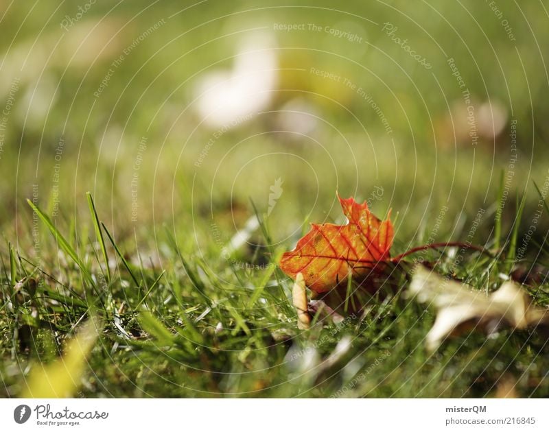 Herbstspaziergang II Umwelt Natur Pflanze ästhetisch ruhig Frieden friedlich Herbstlaub herbstlich Herbstfärbung Herbstbeginn Blatt Ahorn Rest liegen Gras Wiese