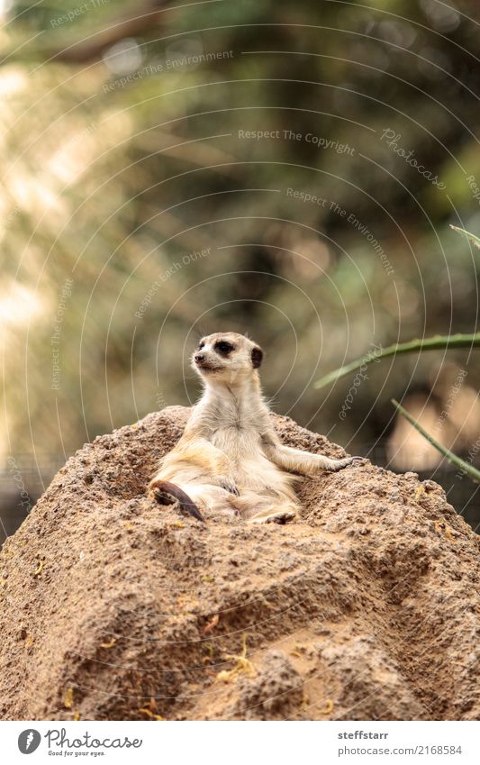 Erdmännchen, Suricata suricatta Tier Felsen Wildtier Tiergesicht 1 Stein wild braun gelb grün Tierwelt Beutetier herausschauen Manguste Kalahari Afrika Namibia