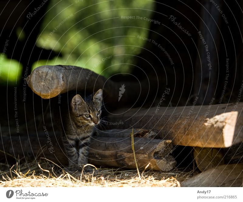 ausblick Tier Haustier Katze 1 Holz stehen frei natürlich Neugier niedlich schön Farbfoto Außenaufnahme Menschenleer Morgen Kontrast Schwache Tiefenschärfe