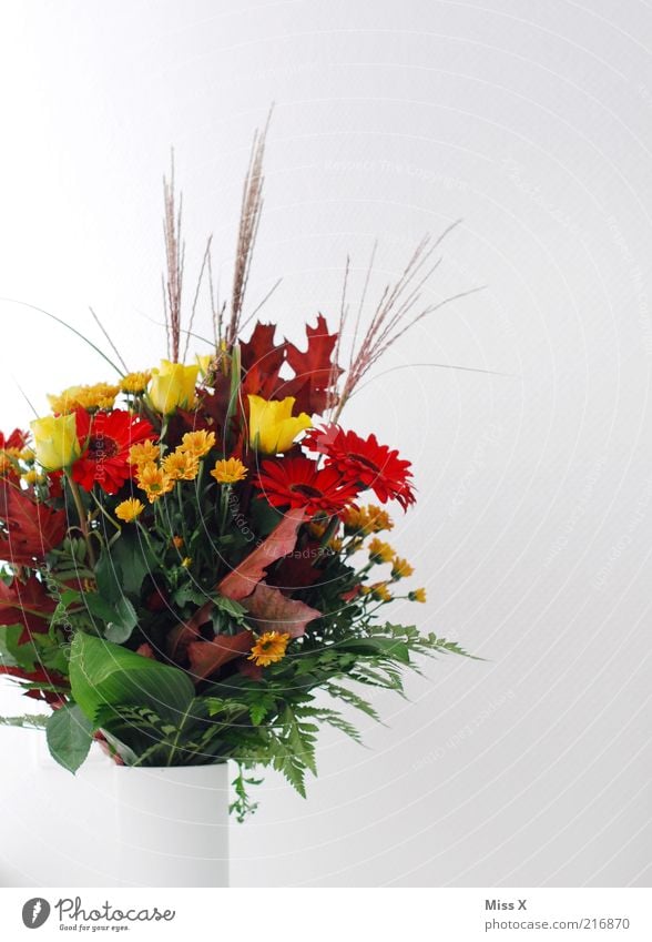 Blumen für Mia Dekoration & Verzierung Pflanze Rose Blatt Blüte Blühend Duft schön mehrfarbig Blumenstrauß Blumenvase Farbfoto Menschenleer Textfreiraum rechts