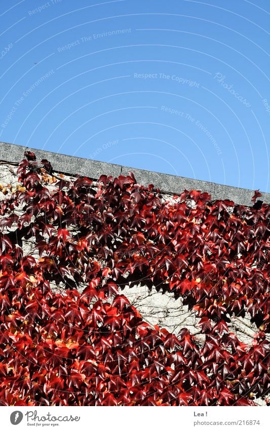 es herbstet... Himmel Sonnenlicht Herbst Blatt ästhetisch blau rot Farbe Umwelt Jahreszeiten Herbstbeginn Farbfoto Außenaufnahme Textfreiraum oben Tag Licht