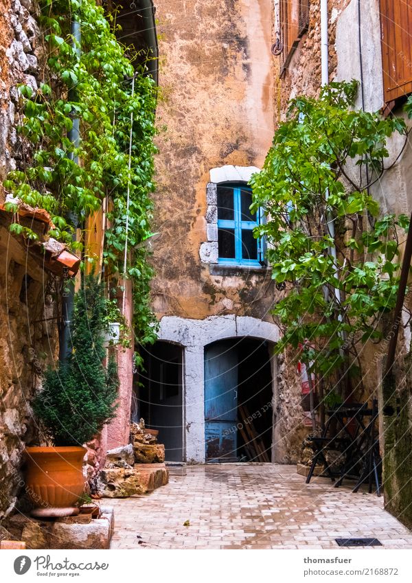 altes Haus, Rankpflanzen, Fenster, Tür Häusliches Leben Frühling Schönes Wetter Wärme Pflanze Blume Efeu Grünpflanze Topfpflanze Provence Frankreich Kleinstadt