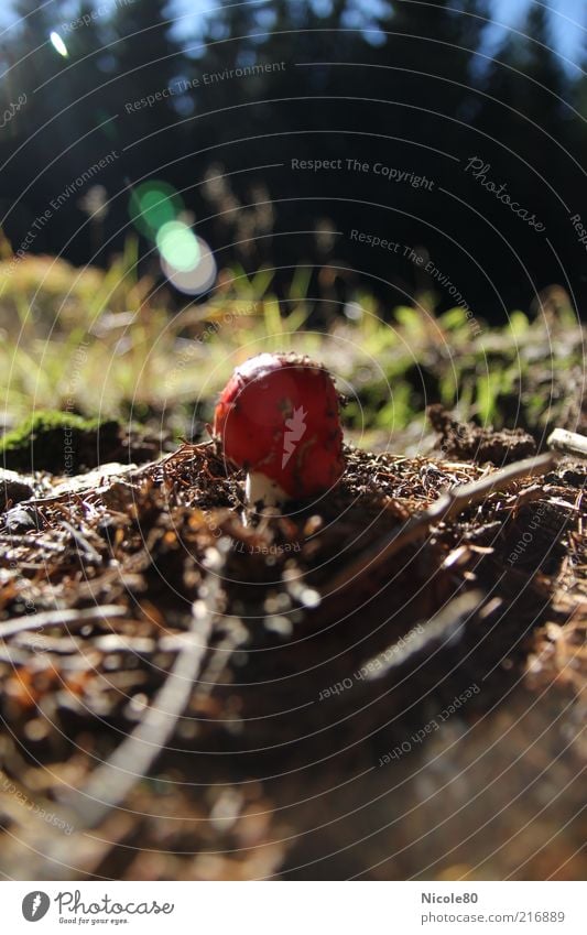 Durchbruch Natur Pflanze Erde Sonnenlicht Herbst Wald Wachstum Fliegenpilz Pilz Gift Rauschmittel Farbfoto Außenaufnahme Menschenleer Tag Sonnenstrahlen