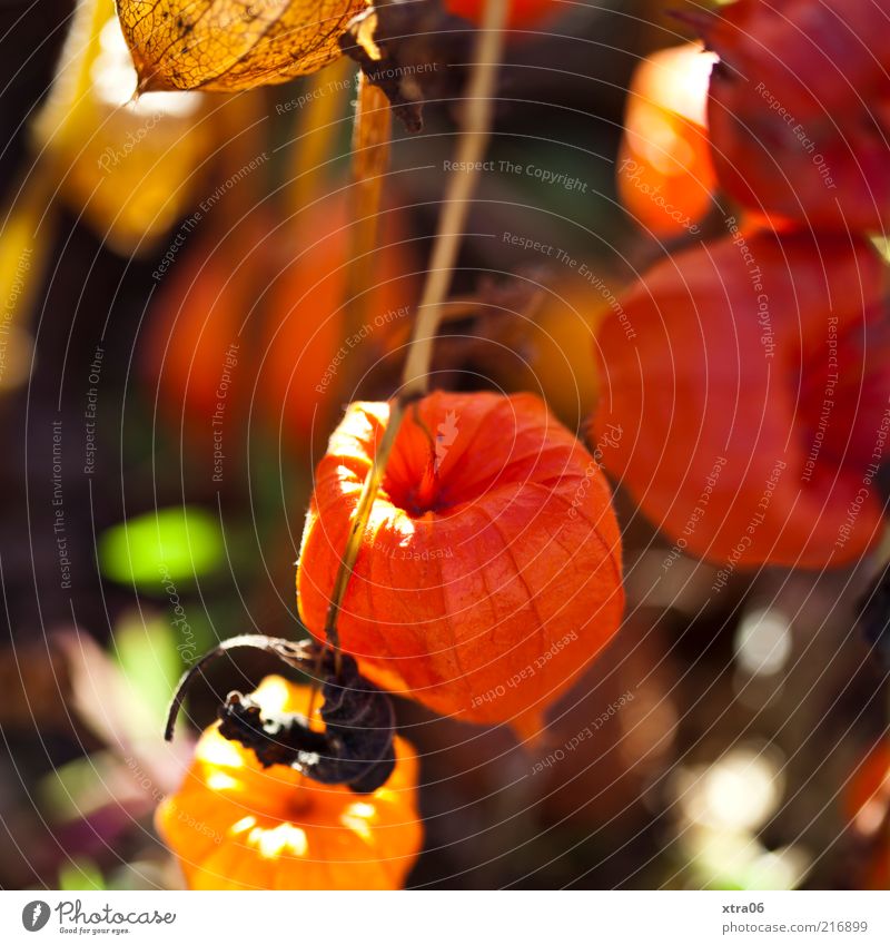 herbst 2 Umwelt Natur Pflanze ästhetisch rot Farbfoto Außenaufnahme Nahaufnahme Detailaufnahme orange Strukturen & Formen außergewöhnlich Physalis trocken