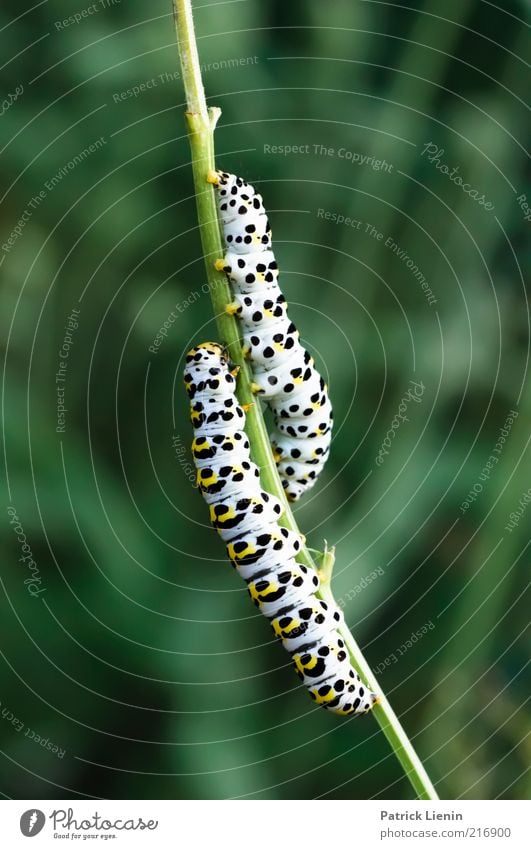 togetherness Umwelt Natur Pflanze Tier Wiese Wildtier 2 Tierpaar beobachten Stimmung Tierliebe Romantik Raupe Zuneigung Fressen mögen schön Paar krabbeln