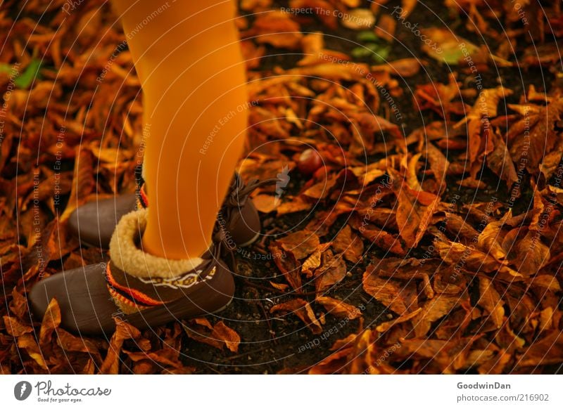 Herbstgold. IV Mensch feminin Junge Frau Jugendliche Erwachsene Umwelt Natur Urelemente Erde schön kalt Stimmung Herbstlaub herbstlich Herbstfärbung