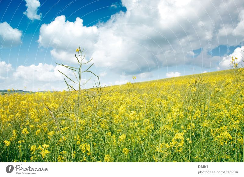 Rapsfeld Natur Landschaft Pflanze Wolken Horizont Frühling Klima Wetter Blüte Nutzpflanze Feld Frühlingsgefühle schön Zufriedenheit Idylle Kraft Umwelt Zeit