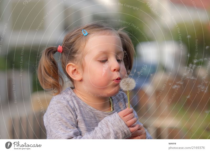 Pusteblume Spielen Kind Mensch feminin 1 3-8 Jahre Kindheit Natur Pflanze Blume Wildpflanze Glück Freude Fröhlichkeit Zufriedenheit Flora und Fauna Löwenzahn